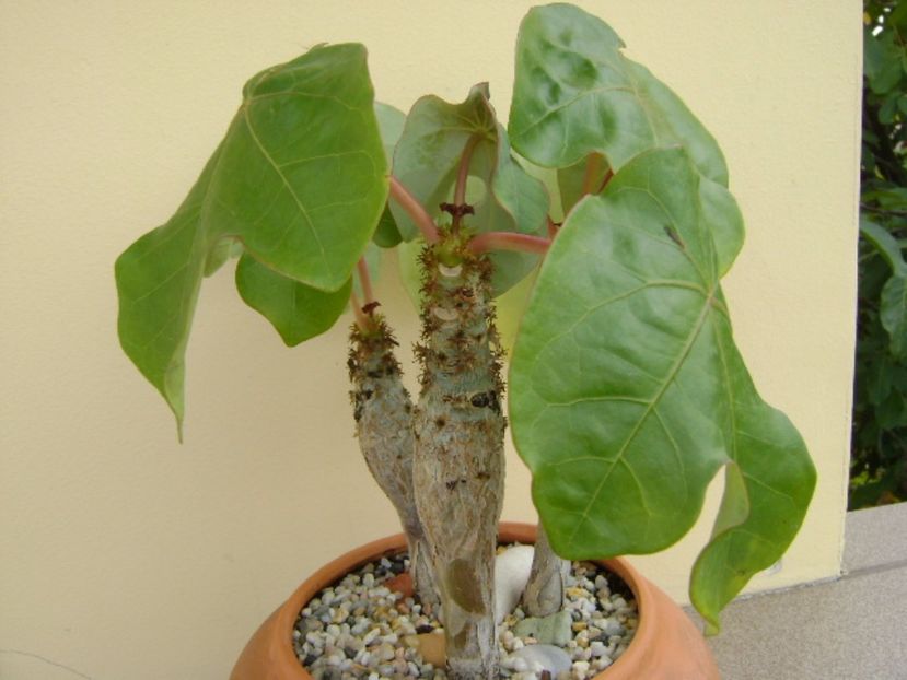 Jatropha podagrica - Caudiciforme si bulbi 2017