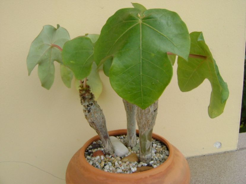 Jatropha podagrica - Caudiciforme si bulbi 2017