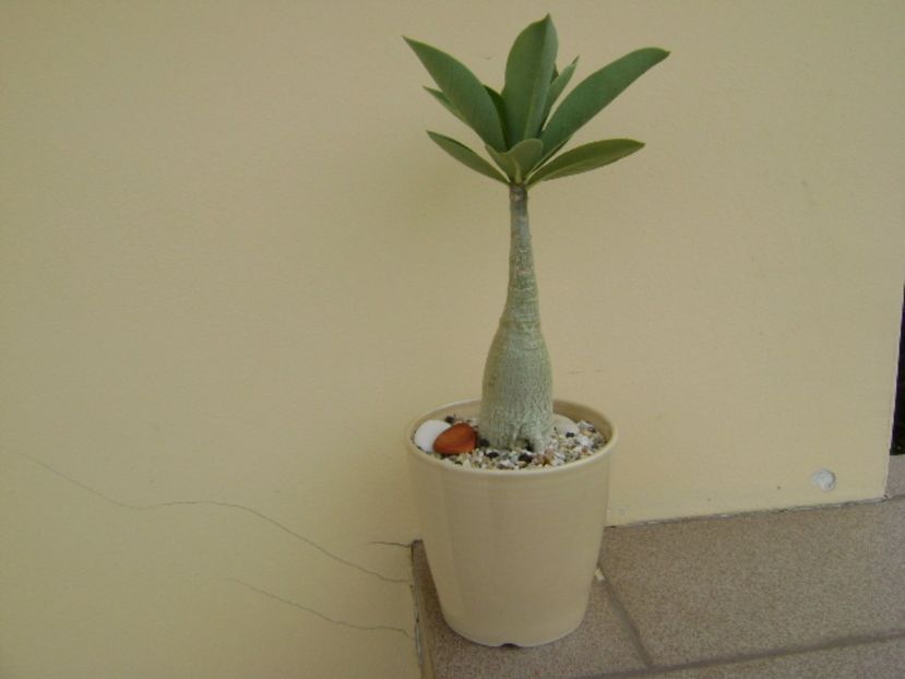 Adenium arabicum "Tiny Ding-dong" - Caudiciforme si bulbi 2017