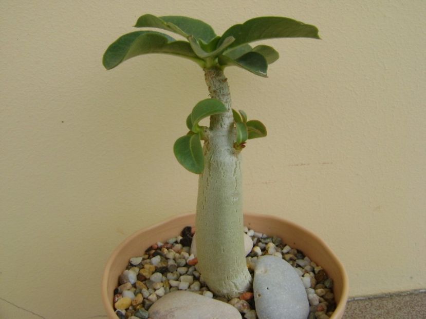 Adenium Thai socotranum "Golden Crown" - Caudiciforme si bulbi 2017