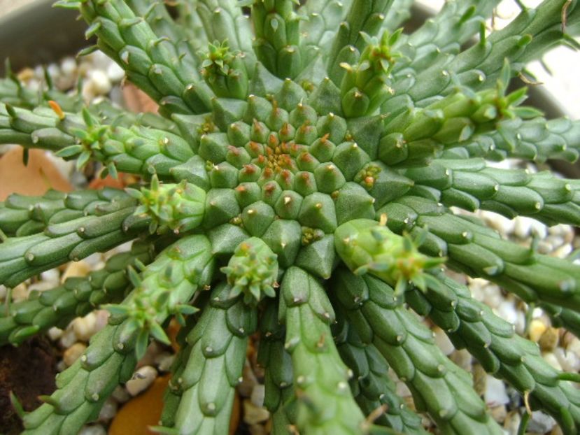 Euphorbia flanaganii - Caudiciforme si bulbi 2017