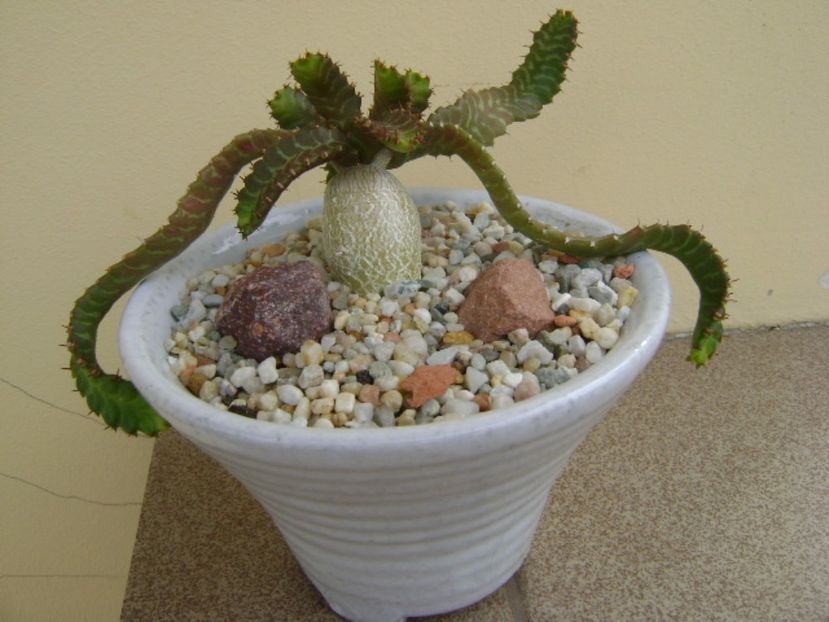 Euphorbia stellata - Caudiciforme si bulbi 2017