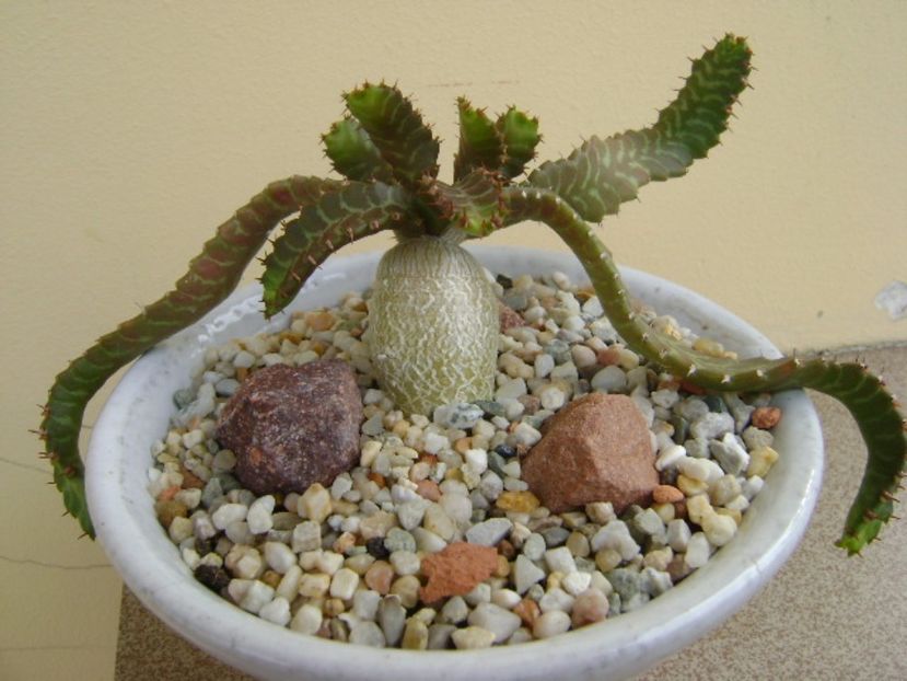 Euphorbia stellata - Caudiciforme si bulbi 2017