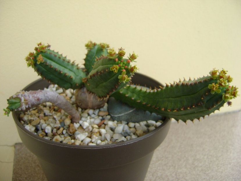 Euphorbia tubiglans - Caudiciforme si bulbi 2017