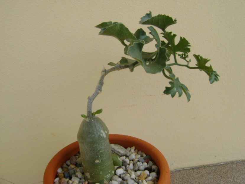 Ibervillea lindheimeri - Caudiciforme si bulbi 2017