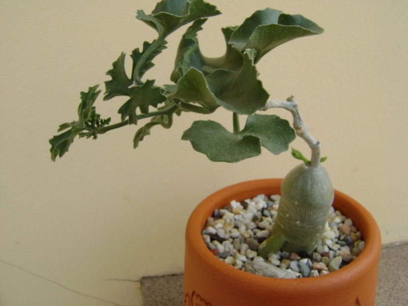 Ibervillea lindheimeri - Caudiciforme si bulbi 2017
