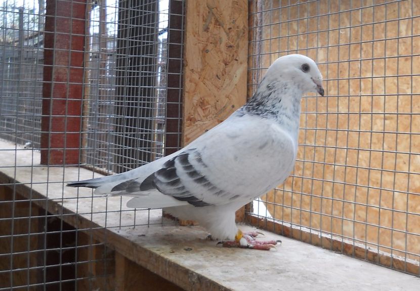 8 - Pui voiajor standard 2017