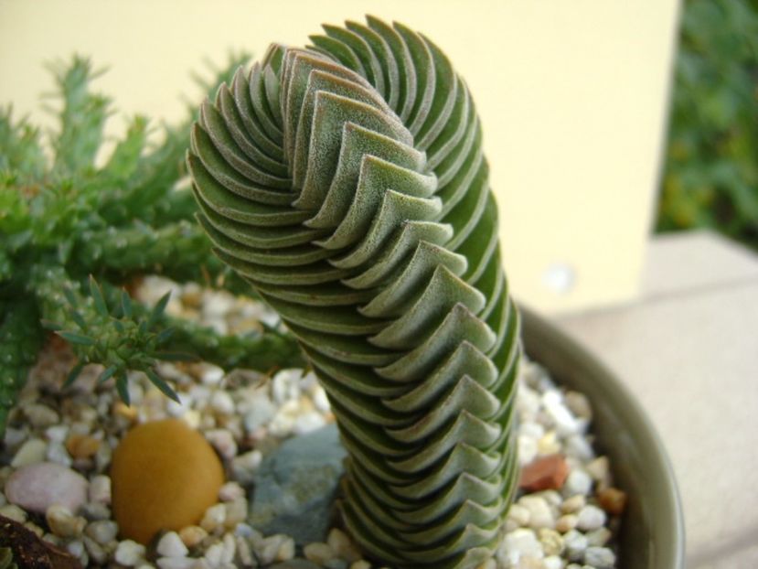 Crassula cv. Buddha’s Temple - Suculente 2017