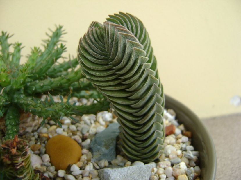 Crassula cv. Buddha’s Temple - Suculente 2017