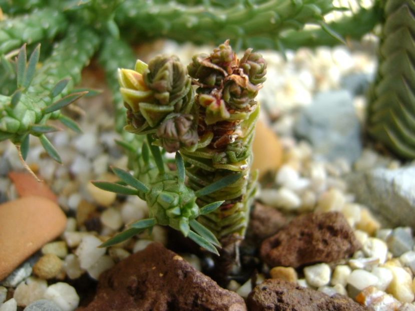 Crassula pyramidalis - Suculente 2017