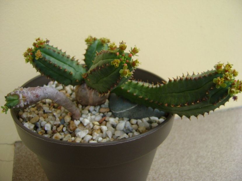 Euphorbia tubiglans - Suculente 2017