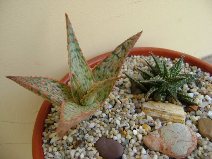 Aloe cv. Starfish & Aloe cv. Pepe - Suculente 2017