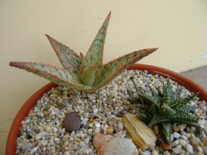 Aloe cv. Starfish & Aloe cv. Pepe - Suculente 2017