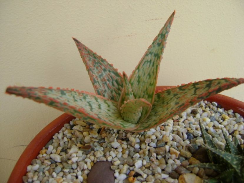 Aloe cv. Starfish - Suculente 2017