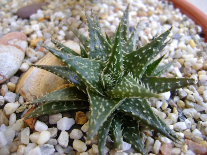 Aloe cv. Pepe - Suculente 2017