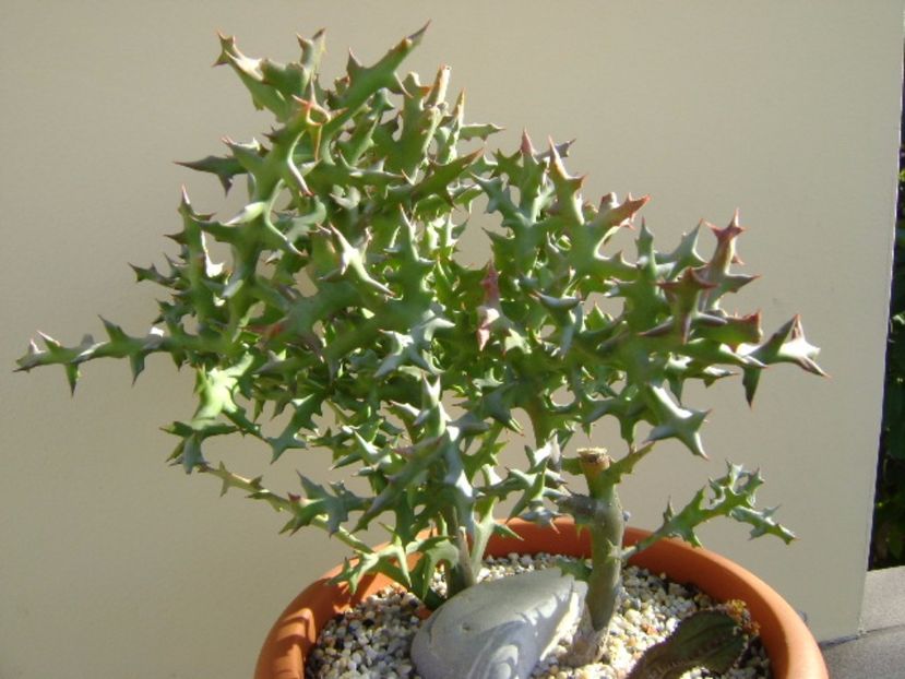 Euphorbia stenoclada - Suculente 2017