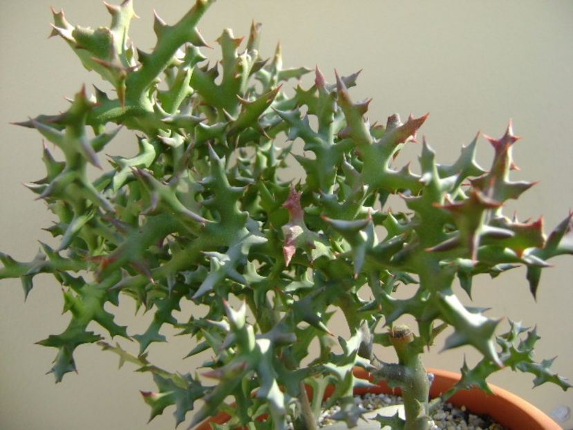 Euphorbia stenoclada - Suculente 2017