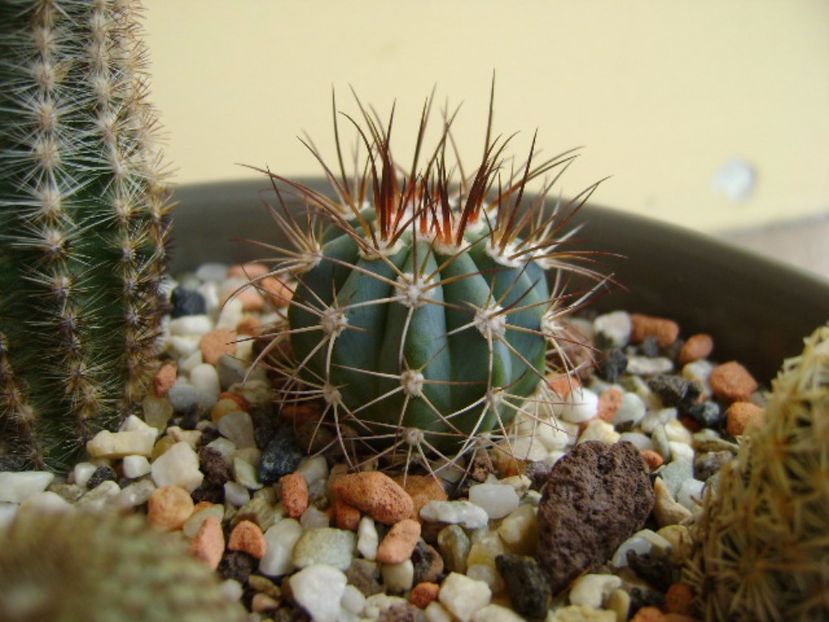 Melocactus azureus - Cactusi 2017 final de an