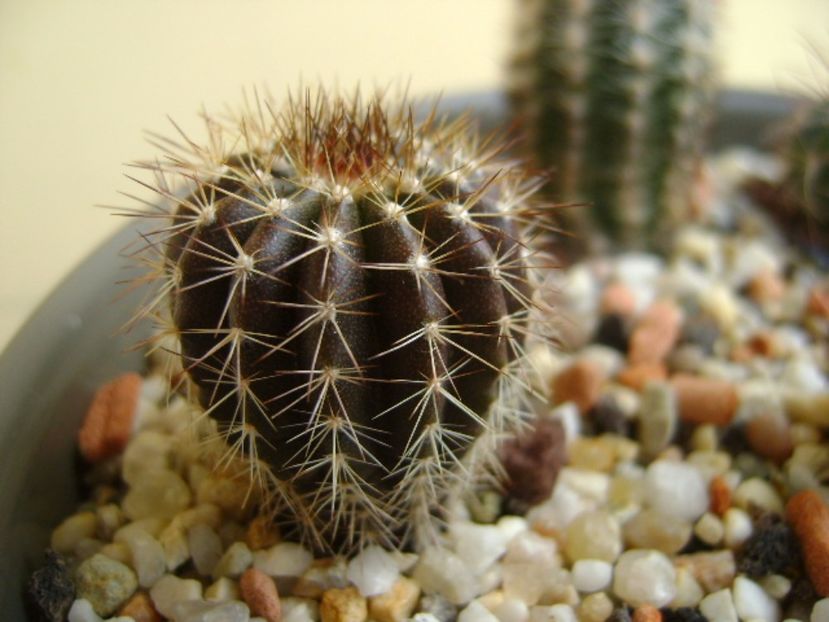 Uebelmania pectinifera - Cactusi 2017 final de an