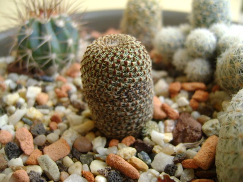 Aylostera heliosa - Cactusi 2017 final de an