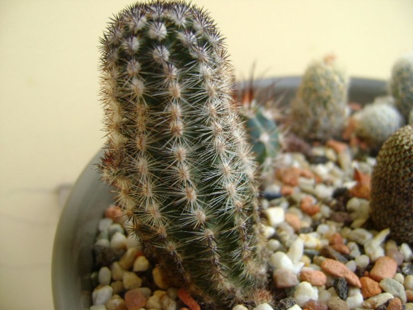 Pygmaeocereus bylesianus - Cactusi 2017 final de an