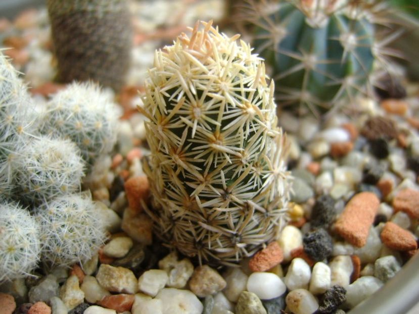 Escobaria nellieae - Cactusi 2017 final de an