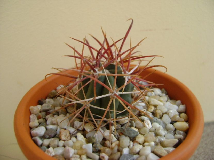 Ferocactus gracilis v. coloratus - Cactusi 2017 final de an