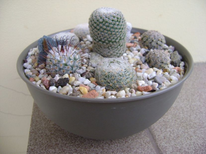 Grup de 7 Mammillaria - Cactusi 2017 final de an