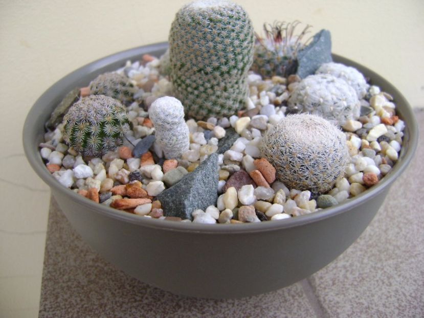 Grup de 7 Mammillaria - Cactusi 2017 final de an