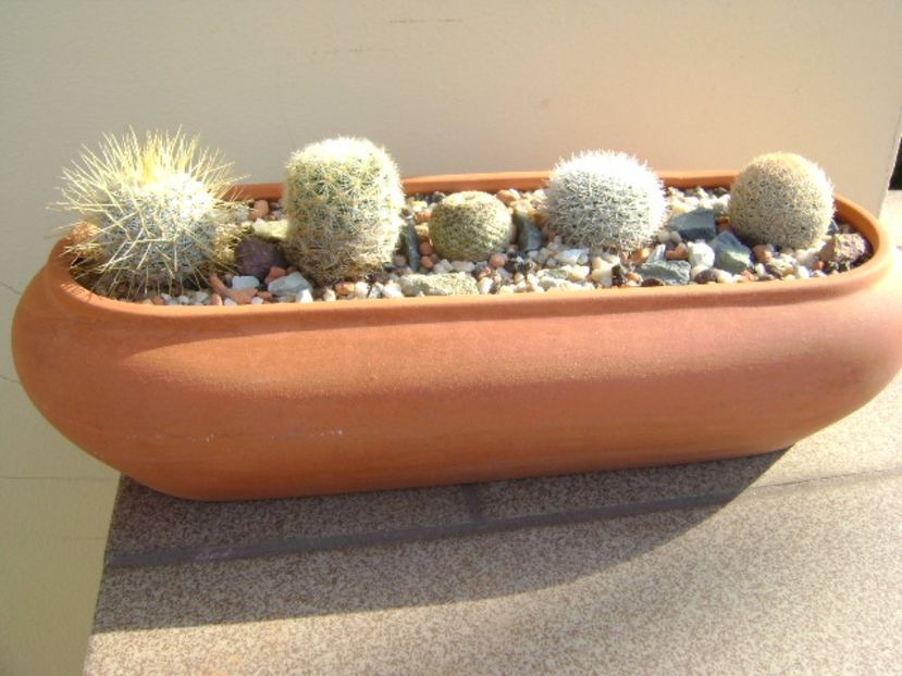 Grup de 5 Mammillaria - Cactusi 2017 final de an