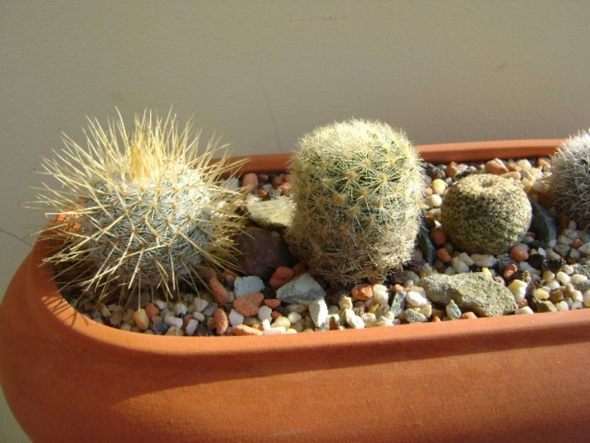 Grup de 5 Mammillaria - Cactusi 2017 final de an