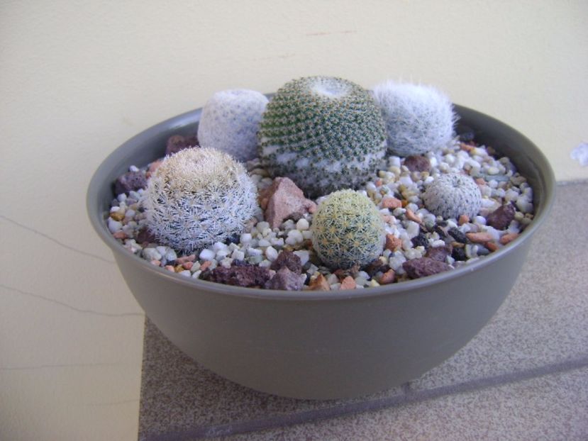 Grup de 6 Mammillaria - Cactusi 2017 final de an