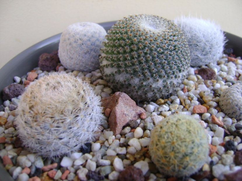Grup de 6 Mammillaria - Cactusi 2017 final de an
