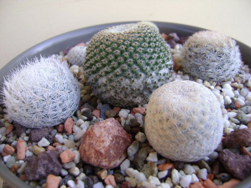 Grup de 6 mammillarii - Cactusi 2017 final de an