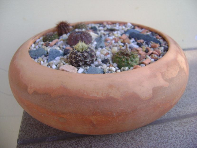 Grup de 7 frailea - Cactusi 2017 final de an