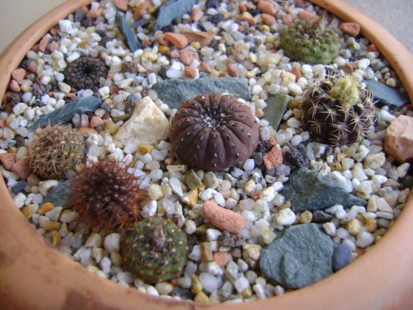 Grup de 7 frailea - Cactusi 2017 final de an