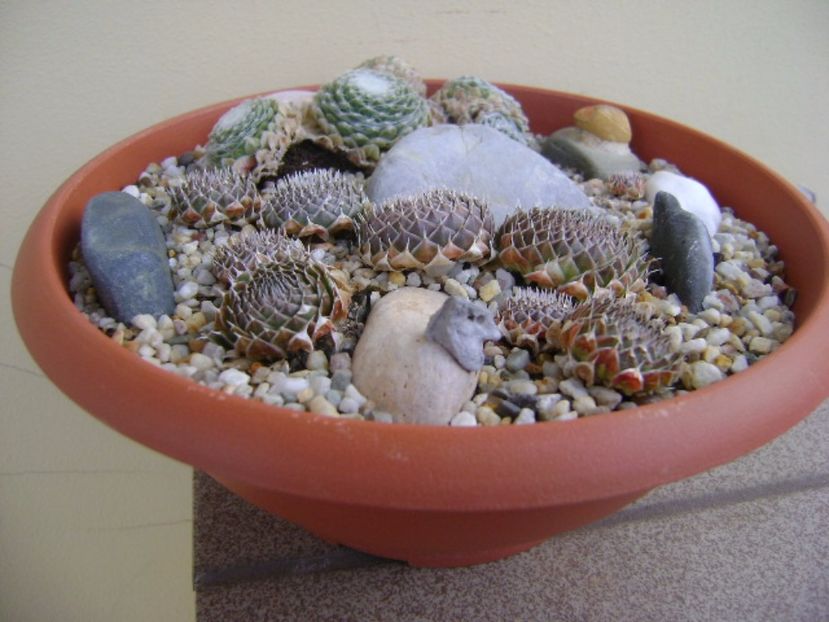 Orostachys spinosa & Sempervivum arachnoideum - Suculente 2017