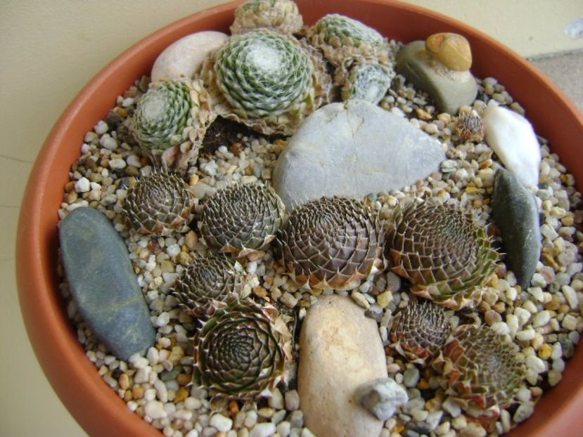 Orostachys spinosa & Sempervivum arachnoideum - Suculente 2017