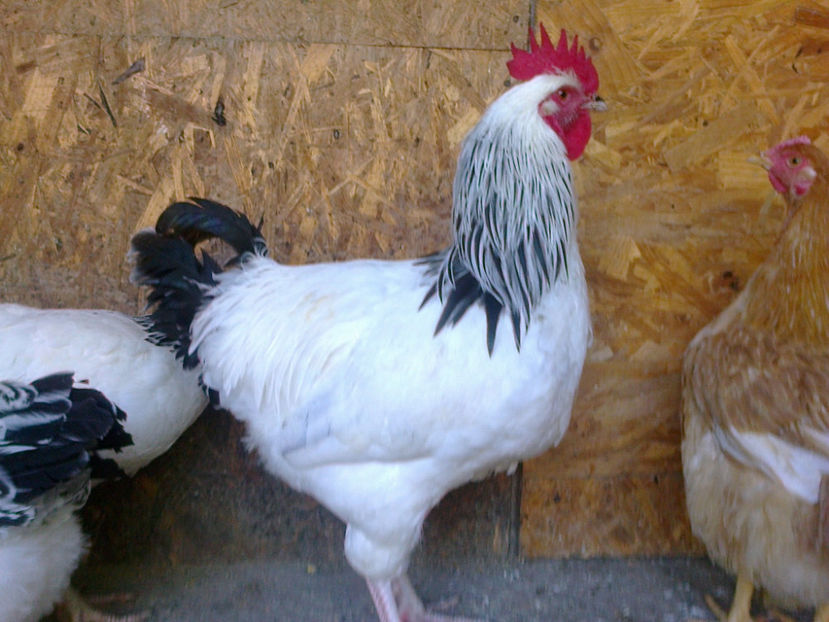 Fotografie13079 - ACHIZITII 2017 GAINI SUSSEX