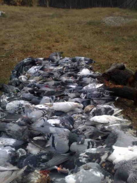  - 139 victime facute de dihor in noaptea de 8 octombrie