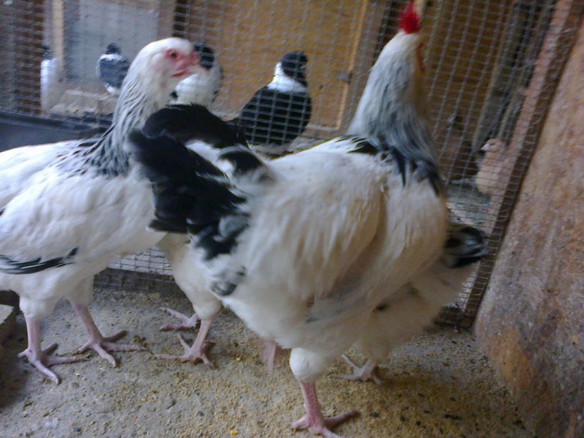 Fotografie13142 - ACHIZITII 2017 GAINI SUSSEX