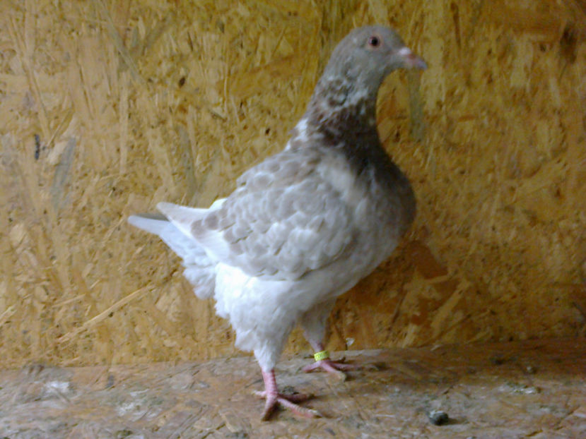 Fotografie13100 - A TEXANI PUI 2017