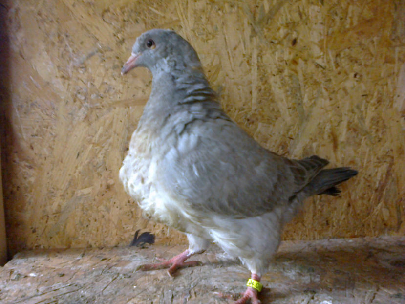 Fotografie13103 - A TEXANI PUI 2017