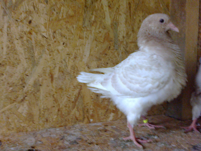 Fotografie13117 - A TEXANI PUI 2017