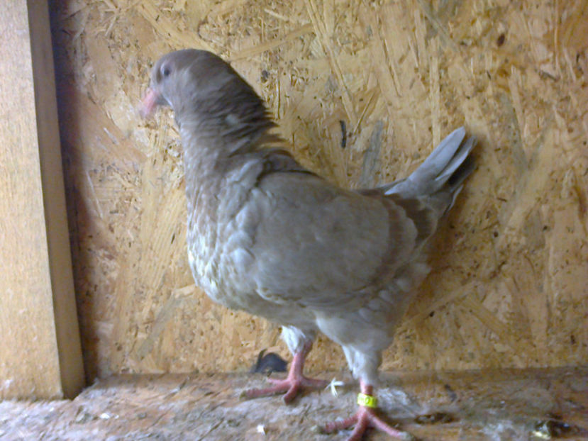 Fotografie13118 - A TEXANI PUI 2017