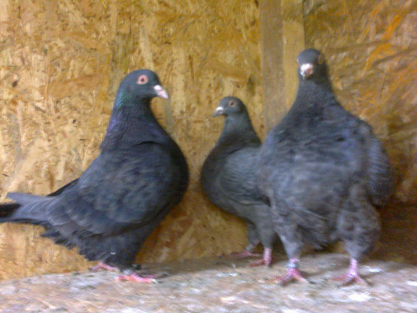 Fotografie13093 - A TEXANI 2017