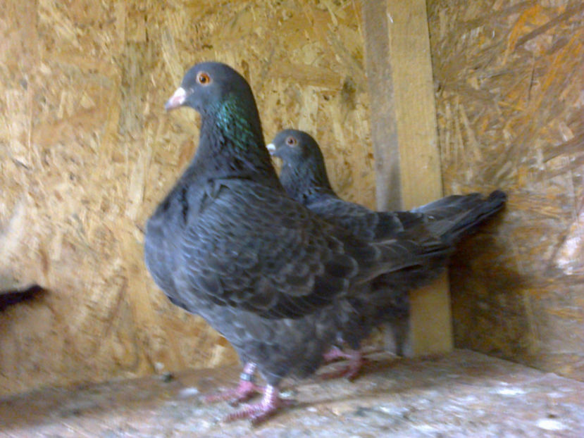 Fotografie13095 - A TEXANI 2017