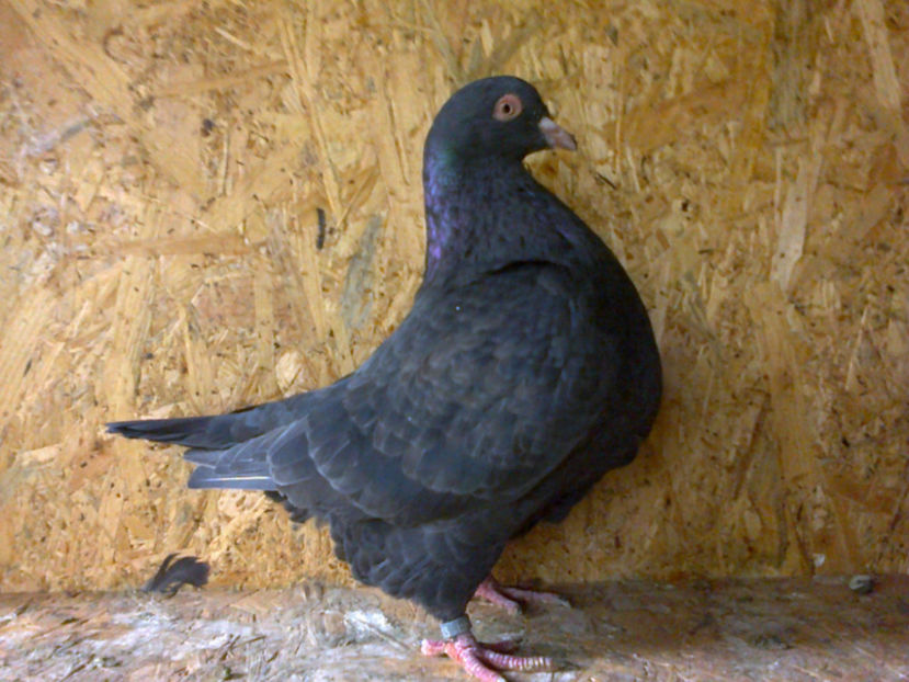 Fotografie13097 - A TEXANI 2017