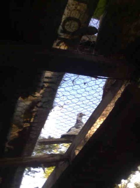  - 139 victime facute de dihor in noaptea de 8 octombrie