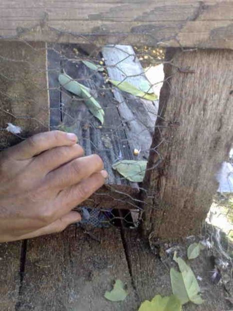 pe aici a intrat - 139 victime facute de dihor in noaptea de 8 octombrie